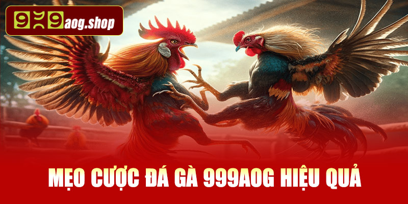 Mẹo giúp tân thủ cược đá gà 999AOG hiệu quả